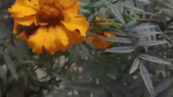 বাংলা গ্রামের সেক্সি মেয়ের রোমাঞ্চকর গল্প! ফাঁকা বাড়িতে কী হলো?